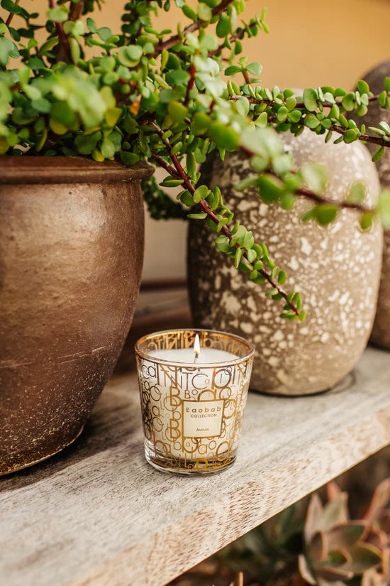 Candle My First Baobab Aurum 194 G