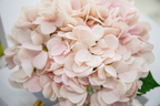 Hydrangeas Blush - Clear White Hydrangea 2x10 ml