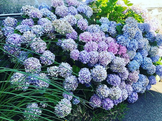 Hydrangeas Blue  -  Clear White Hydrangea 2x10 ml