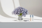 Hydrangea Blue With Silver Badge & White Box