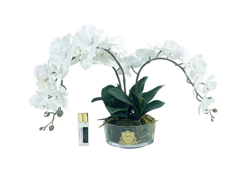 Oval Orchid - White