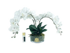 Oval Orchid - White