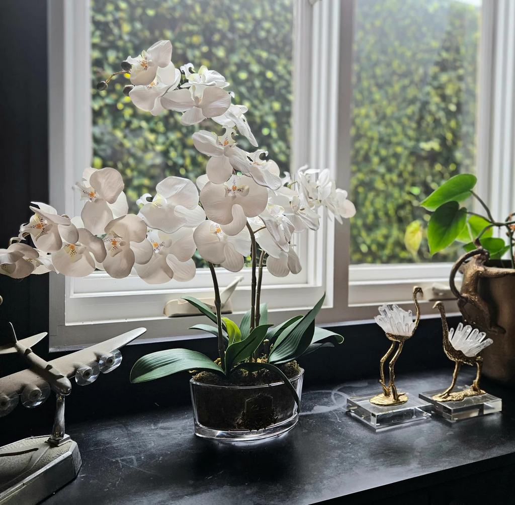 Oval Orchid - White
