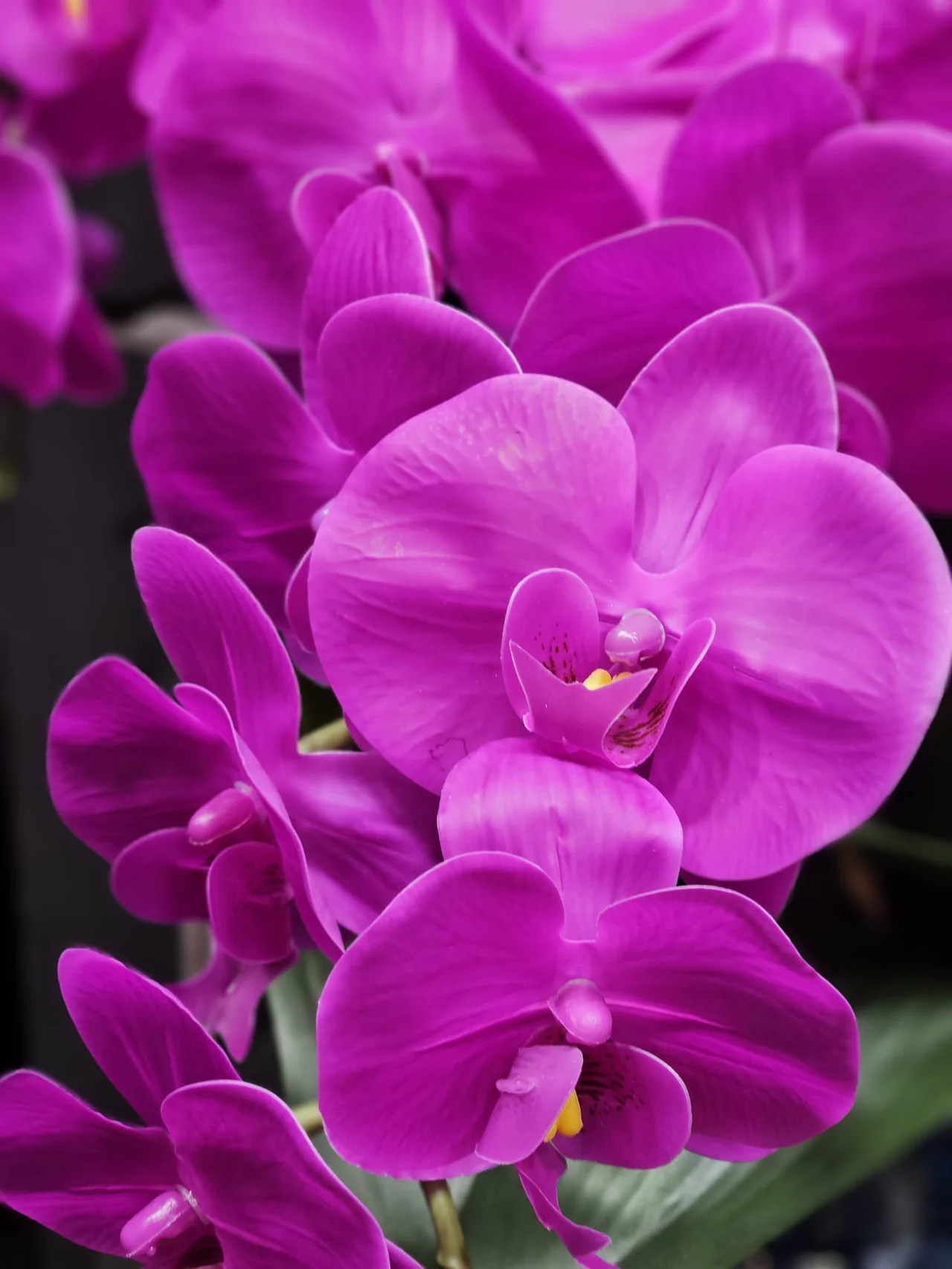 Oval Orchid  -  Fuschia