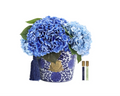 Oriental Hydrageneas - Blue