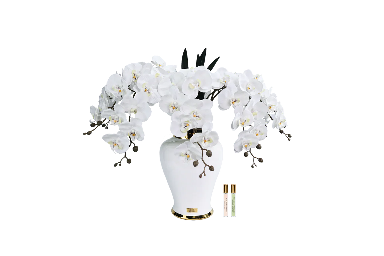 Imperial Orchid - White