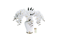 Imperial Orchid - White