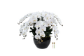 Luxury Giant Orchid White