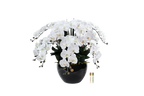 Luxury Giant Orchid White