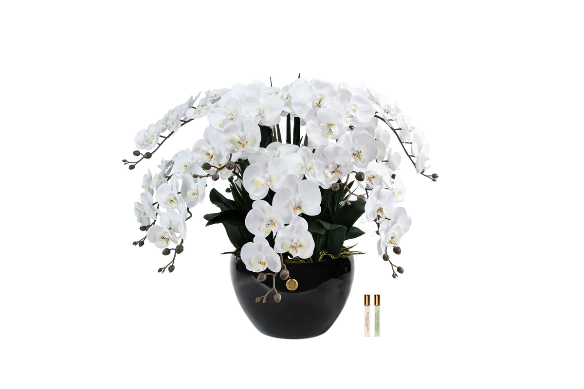 Luxury Giant Orchid White