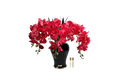 Imperial Orchid-scarlet