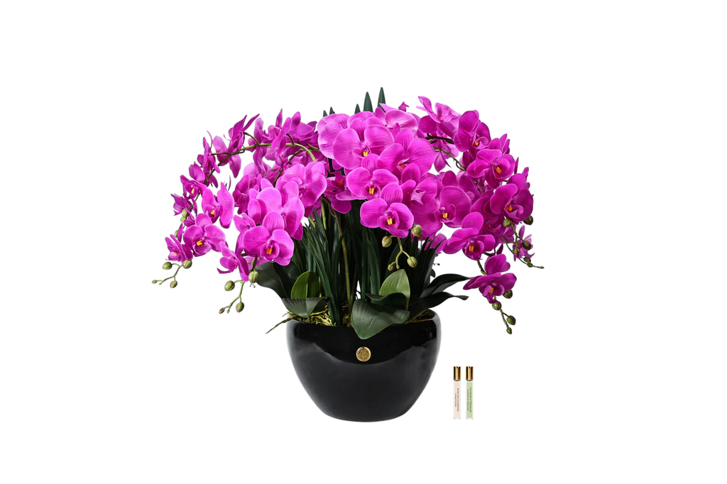 Luxury Giant Orchid Fuchsia