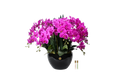 Luxury Giant Orchid Fuchsia