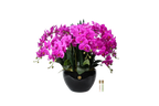 Luxury Giant Orchid Fuchsia