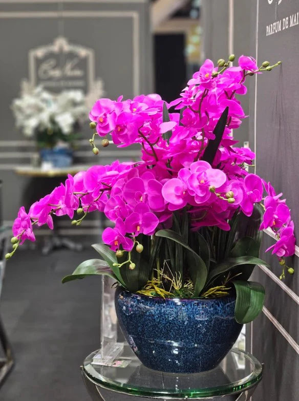 Luxury Giant Orchid Fuchsia