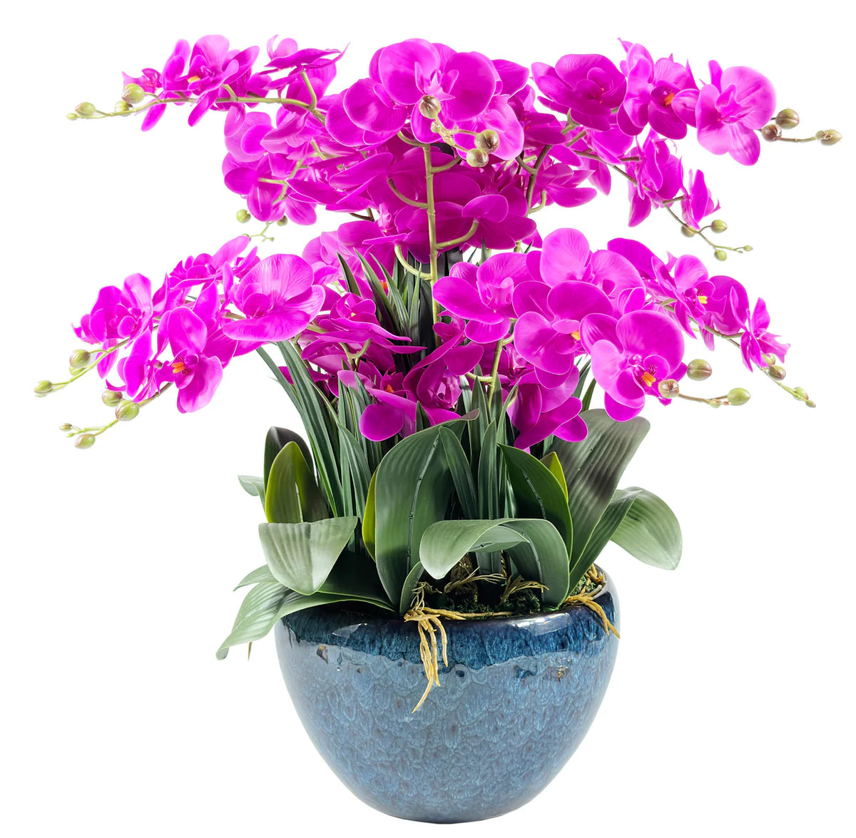 Luxury Giant Orchid Fuchsia