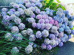 Hydrageneas Mauve - Clear