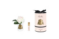 Rose Bud In Clear Blush-Pink Box/gold