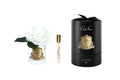 French Rose In Clear White-Black Box/gold