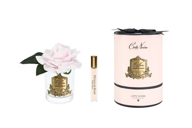 French Rose In Clear French Pink-Pink Box/gold