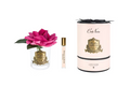 French Rose In Clear Magenta-Pink Box/gold