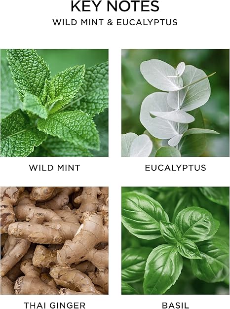 Wild Mint & Eucalyptus Set De Difusor  15 Ml