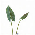 Alocasia Pick Green 83cm