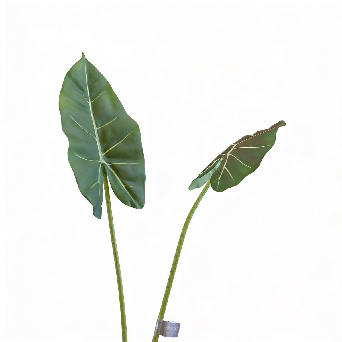 Alocasia Pick Green 83cm