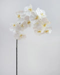 Phalenopsis Stem White Rt 83cm