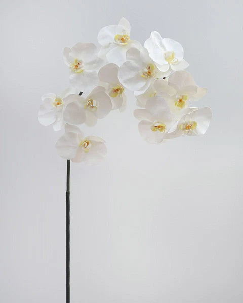 Phalenopsis Stem White Rt 83cm