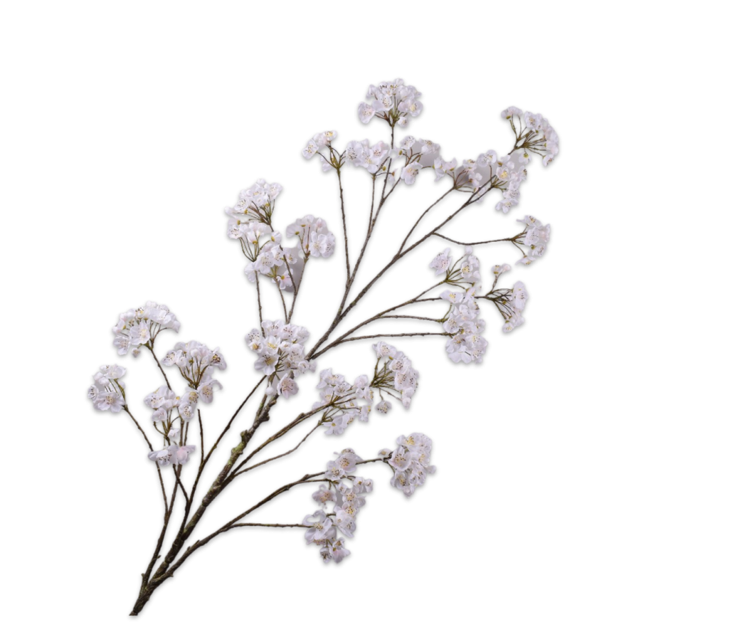 Blossom Spray Cream 184 Cm