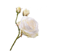 Rose Spray Cream Rt 59 Cm