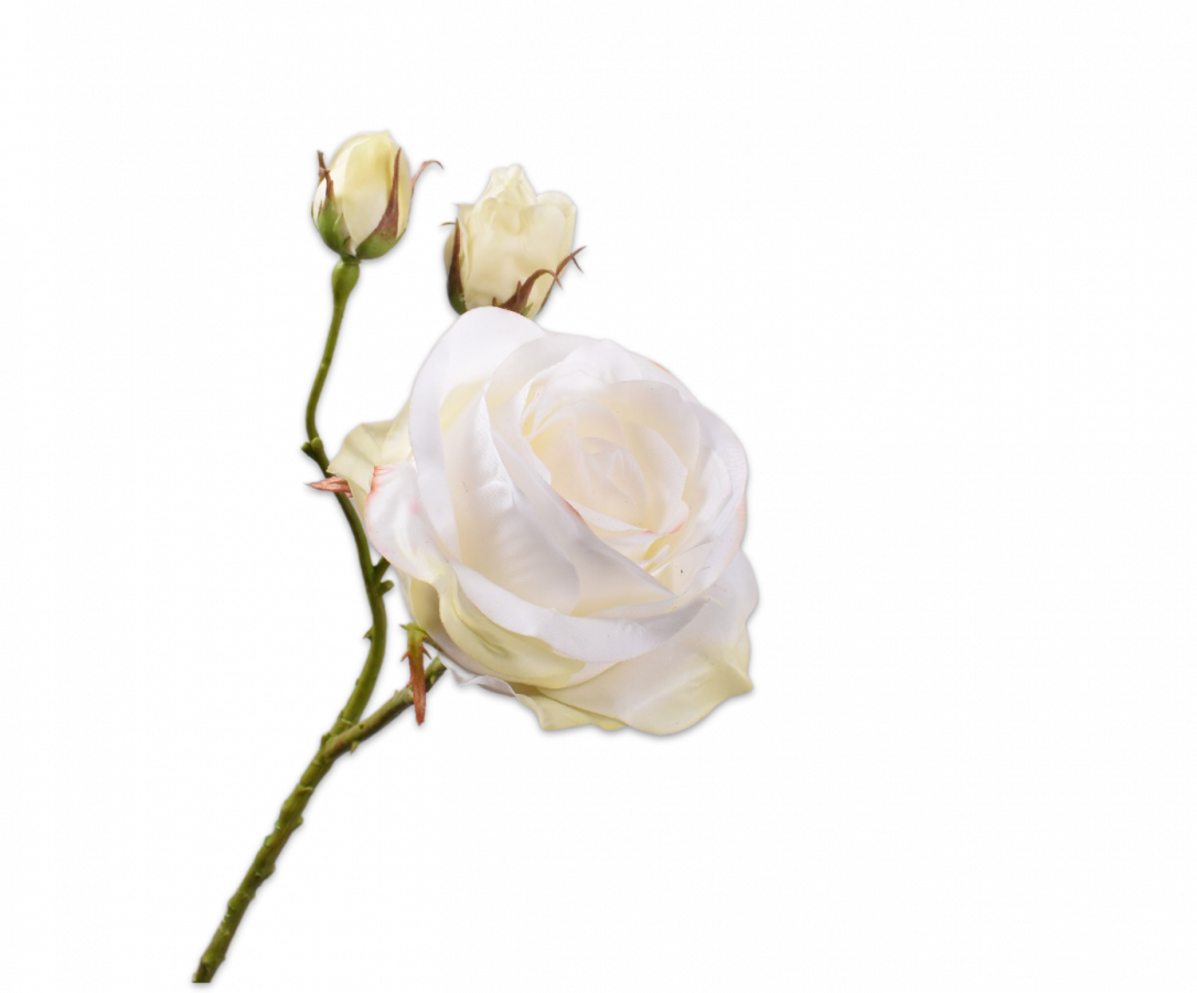 Rose Spray Cream Rt 59 Cm