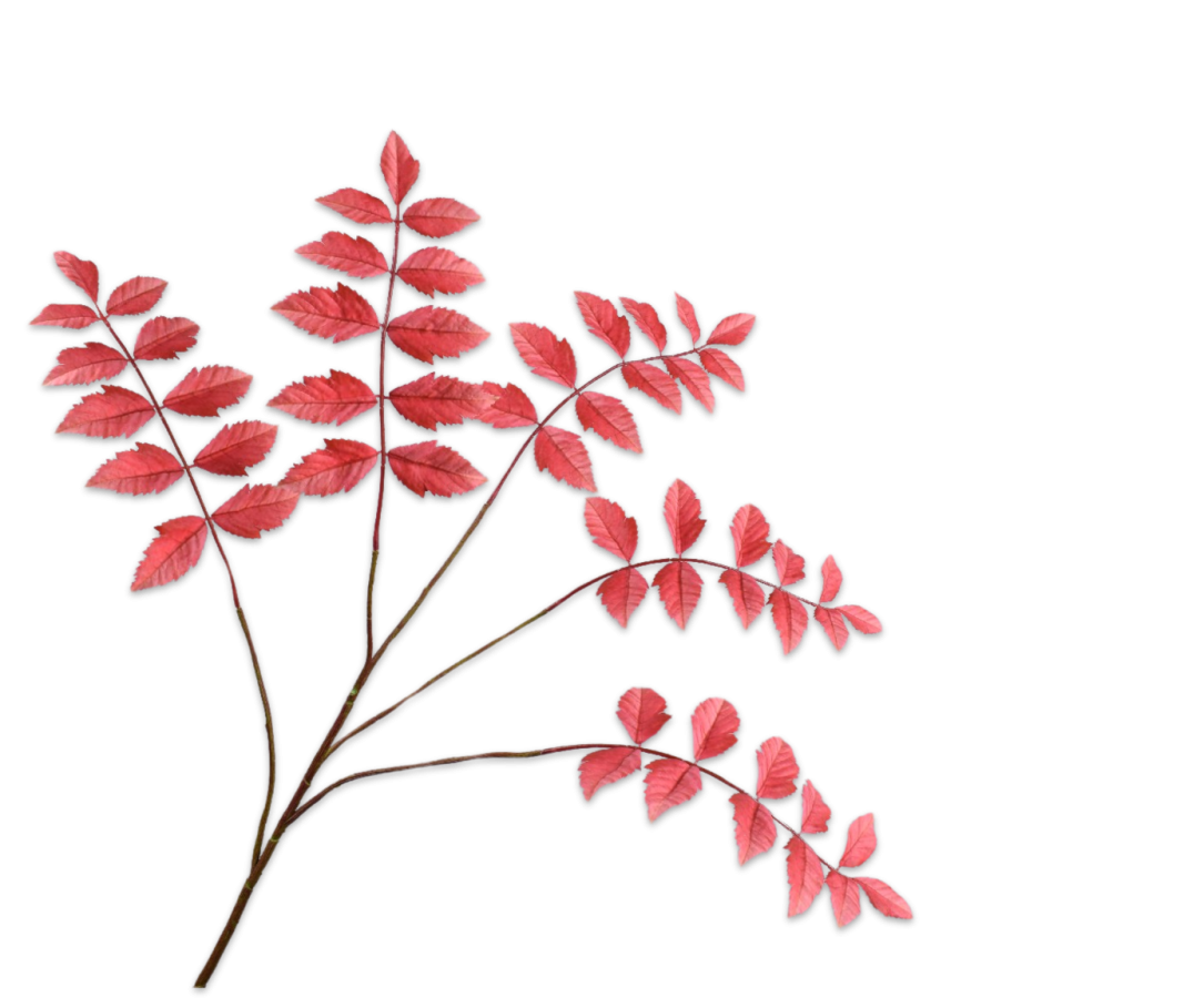 Leaf Spray Red 105 Cm