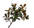 Magnolia Spray Grn/mve 152 Cm