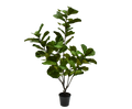 Ficus Green 213 Cm