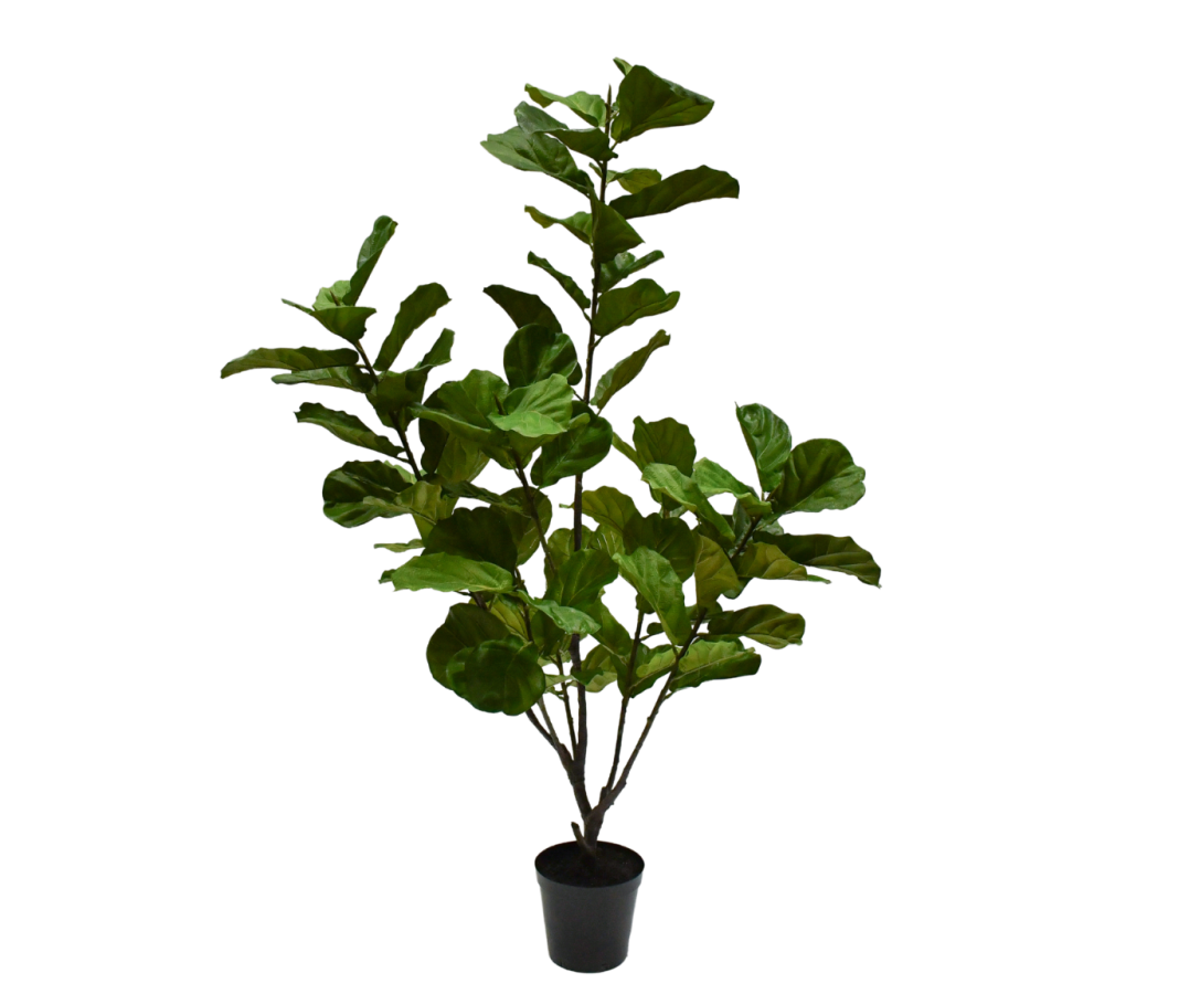 Ficus Green 213 Cm