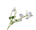 Lathyrus Spray Cream Rt 61 Cm