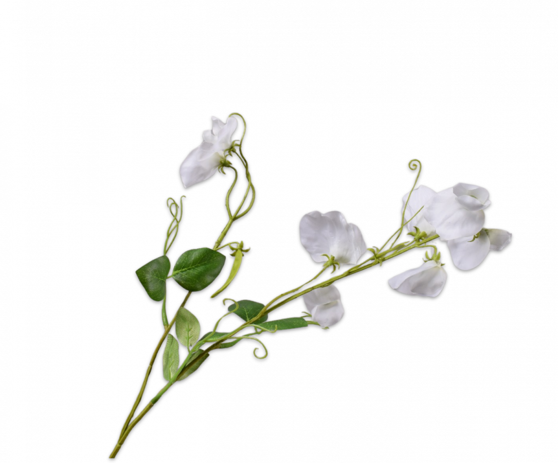 Lathyrus Spray Cream Rt 61 Cm