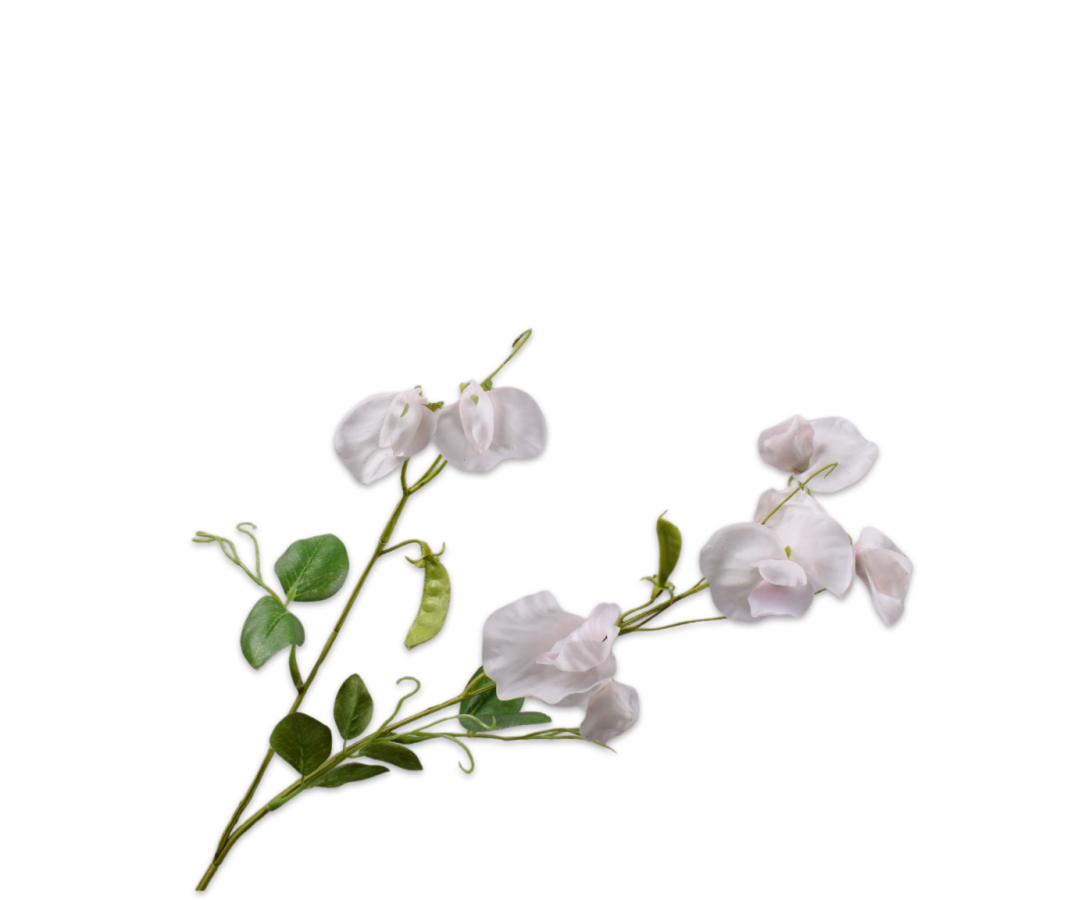 Lathyrus Spary Pink Lt Rt 61 Cm