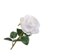 Rose Stem Cream Rt 57 Cm