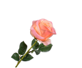 Rose Stem Peach Rt 57 Cm