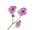 Pansy Spray Lavend Rt 63 Cm
