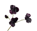 Pansy Spray Prp Dk Rt 63 Cm