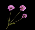 Poppy Spray Mauve 32 in.