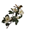 Magnolia Spray White 121 Cm
