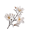 Magnolia Spray Cream 101 Cm