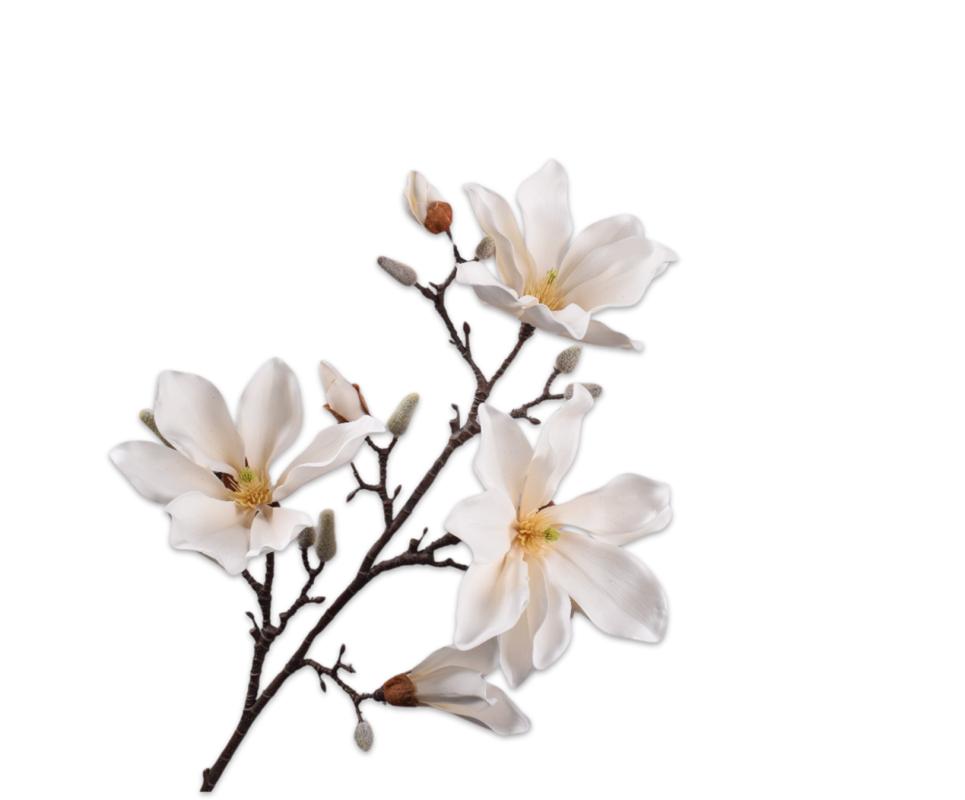 Magnolia Spray Cream 101 Cm