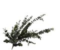 Eucalyptus Spray Grn/gry 144 Cm