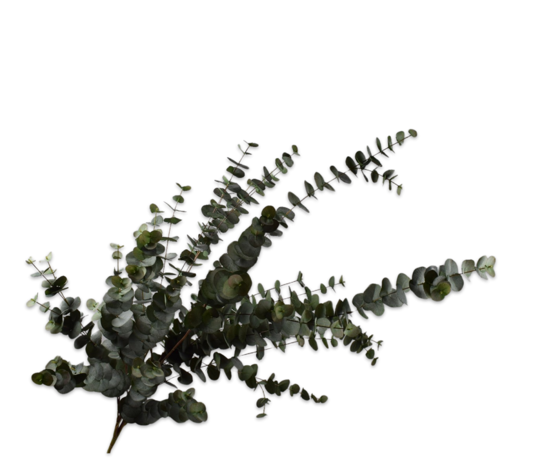 Eucalyptus Spray Grn/gry 144 Cm